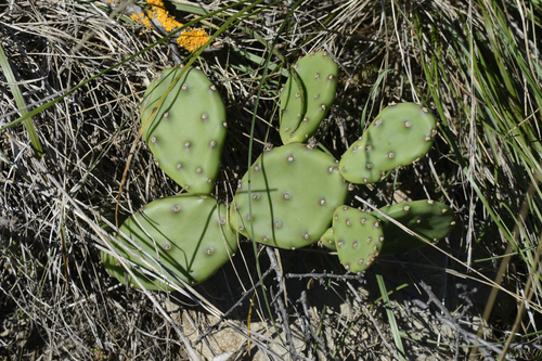 Opuntia mesacantha