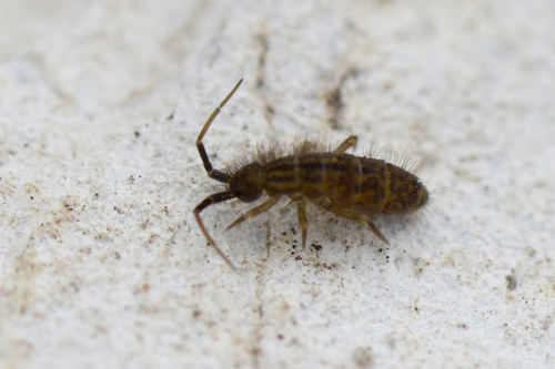 Orchesella