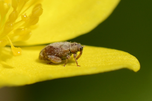 Orchestes quercus