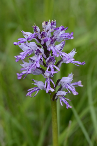 Orchis militaris