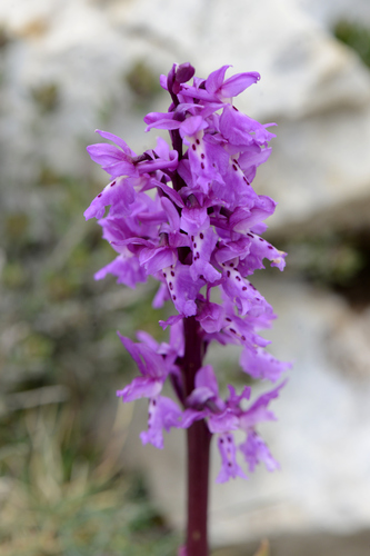 Orchis olbiensis