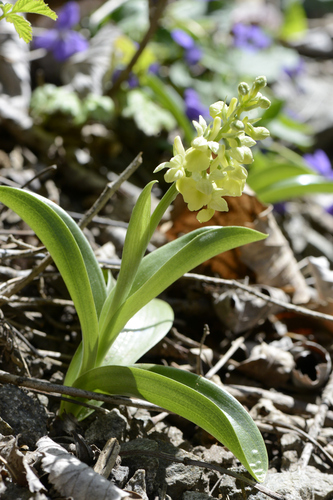 Orchis pallens