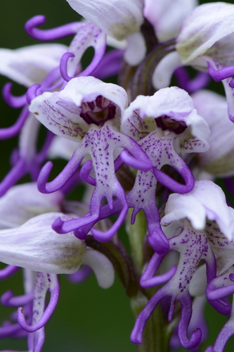 Orchis simia
