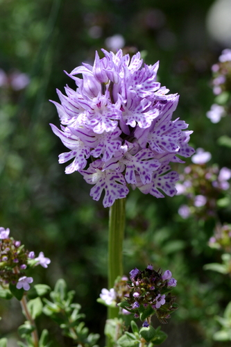 Orchis tridentata
