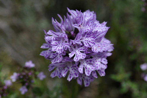 Orchis tridentata