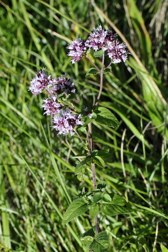 Origanum vulgare