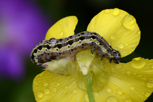 Orthosia miniosa