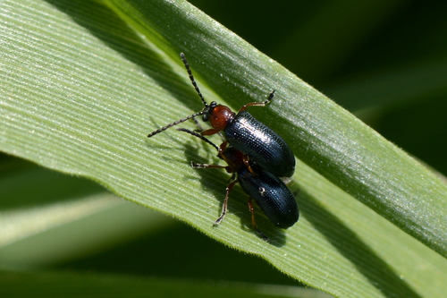 Oulema melanopus