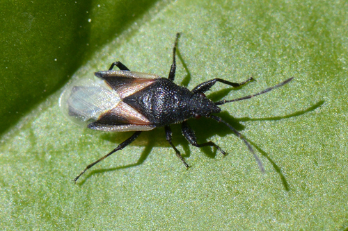 Oxycarenus lavaterae
