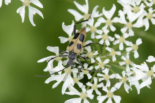 Pachyta quadrimaculata