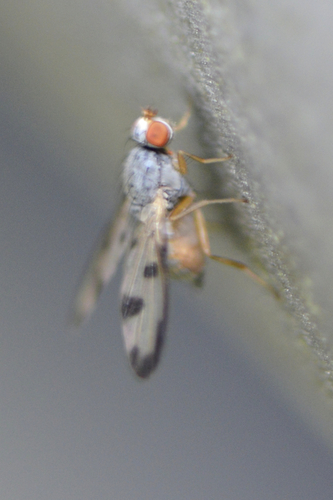 Palloptera umbellatarum
