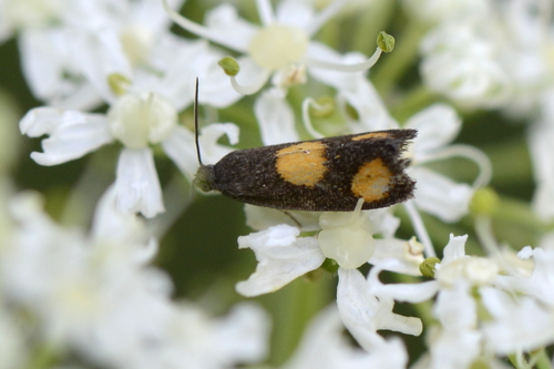 Pammene aurana