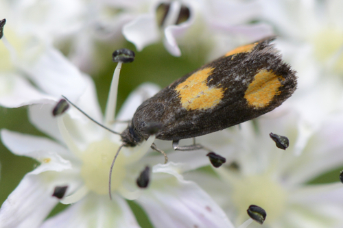 Pammene aurana