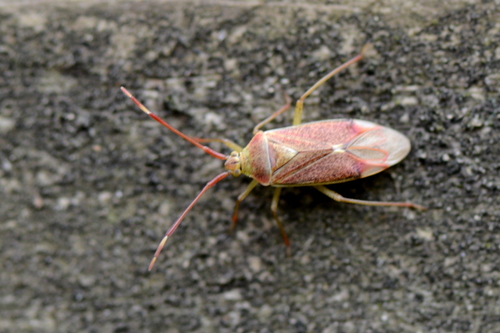 Pantilius tunicatus