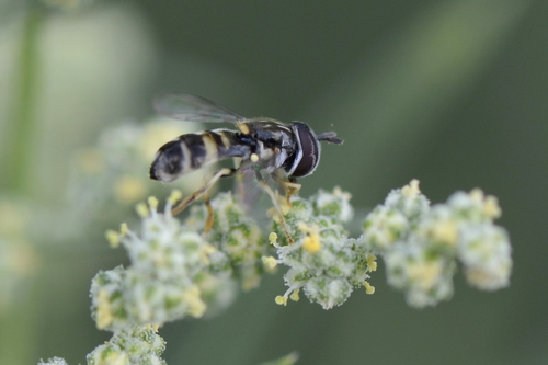 Paragus quadrifasciatus