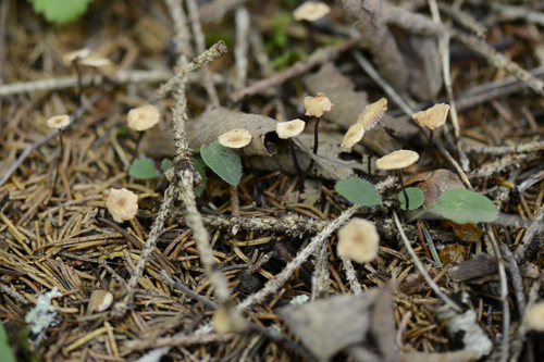 Paragymnopus perforans