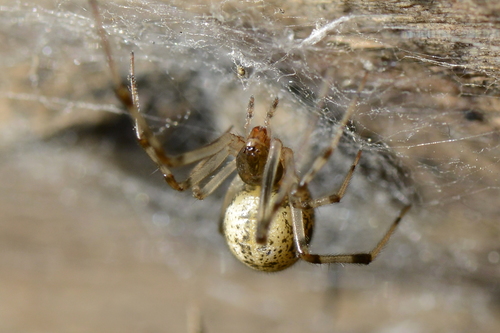 Parasteatoda tepidariorum