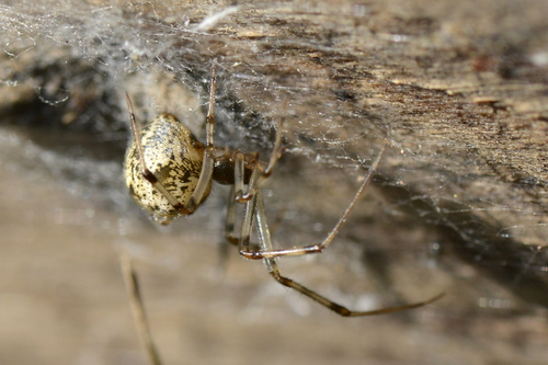 Parasteatoda tepidariorum