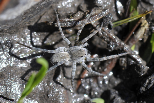 Pardosa wagleri