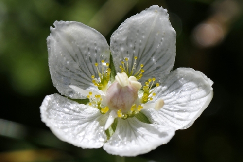 Parnassia palustris