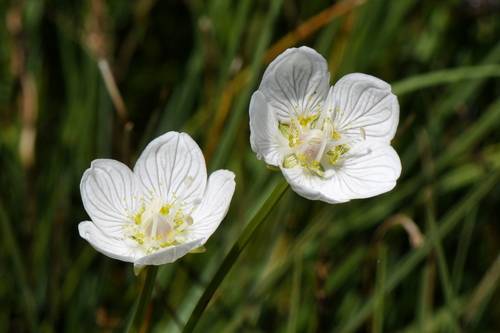 Parnassia palustris