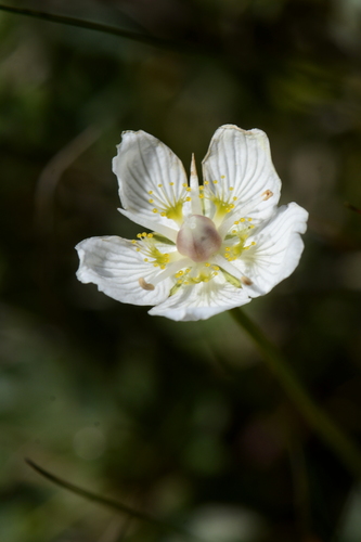 Parnassia palustris