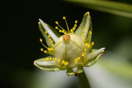 Parnassia palustris
