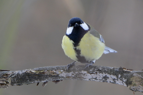 Parus major
