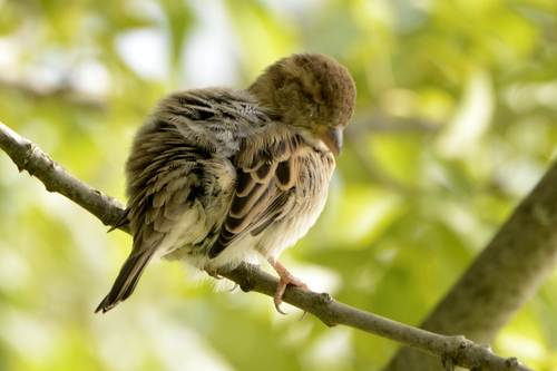 Passer domesticus