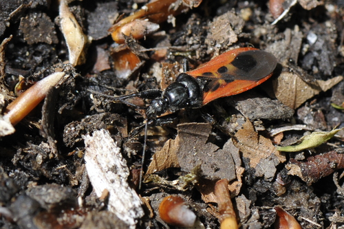 Peirates hybridus