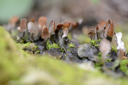 Peltigera