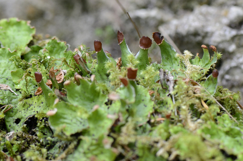 Peltigera