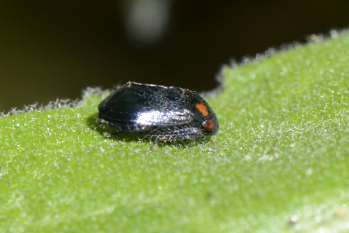 Penthimia nigra
