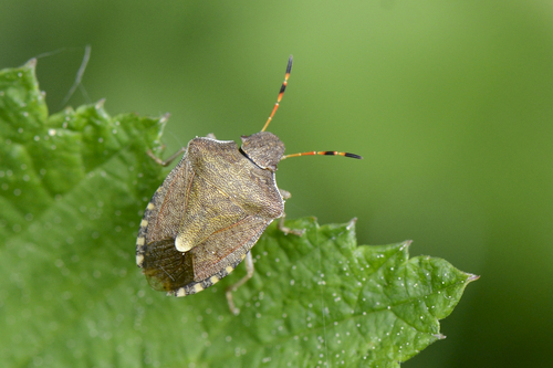Peribalus strictus