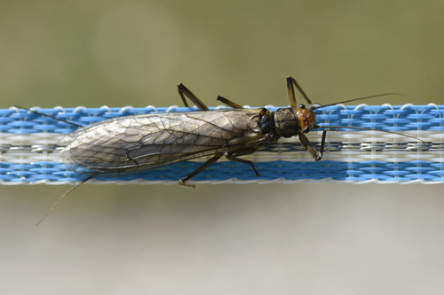 Perla grandis