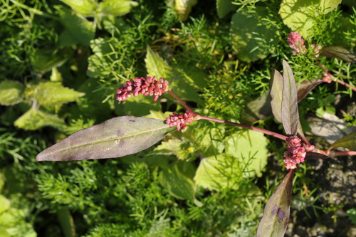 Persicaria maculosa