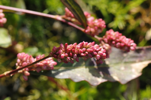 Persicaria maculosa