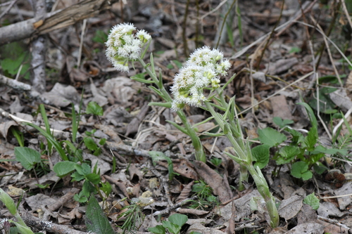 Petasites albus