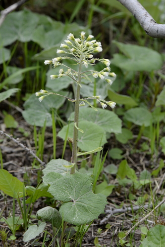 Petasites albus