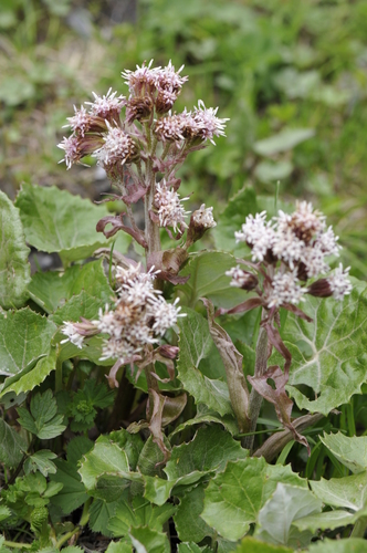 Petasites hybridus