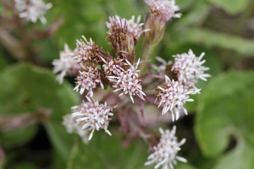 Petasites hybridus