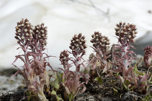 Petasites hybridus