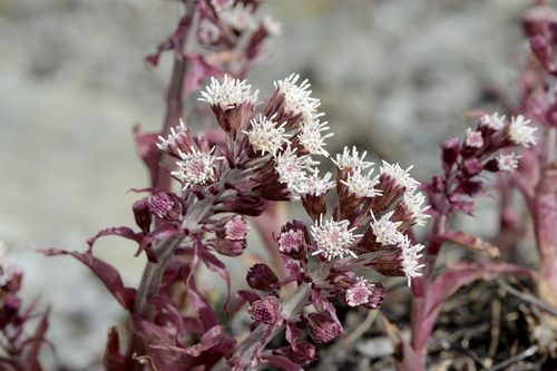 Petasites hybridus