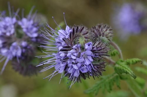 Phacelia tanacetifolia