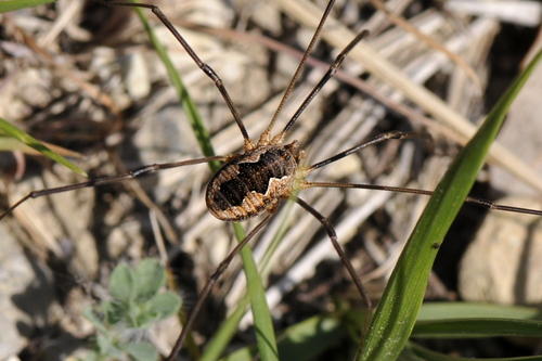 Phalangium opilio