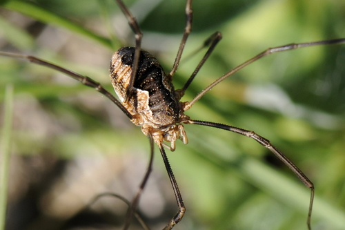 Phalangium opilio
