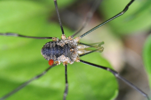 Phalangium opilio