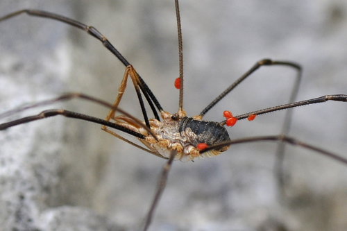Phalangium opilio