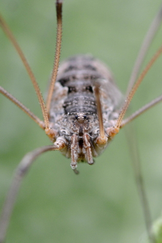 Phalangium opilio