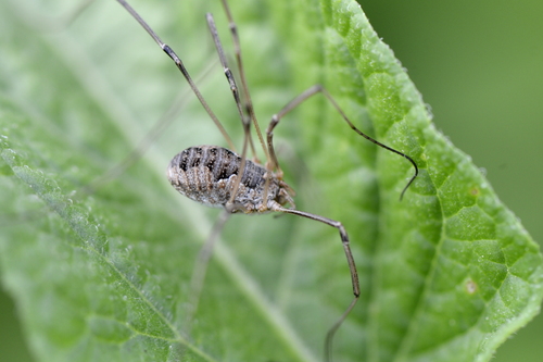 Phalangium opilio